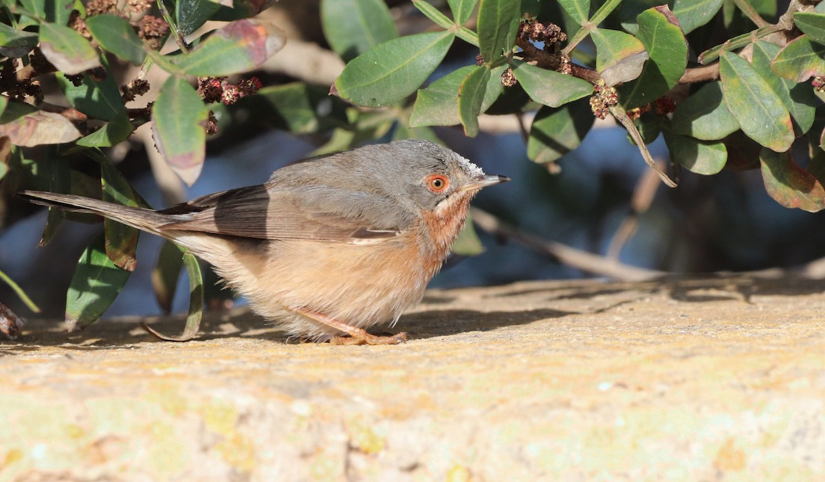 Western/Eastern Subalpine Warbler - ML442499031