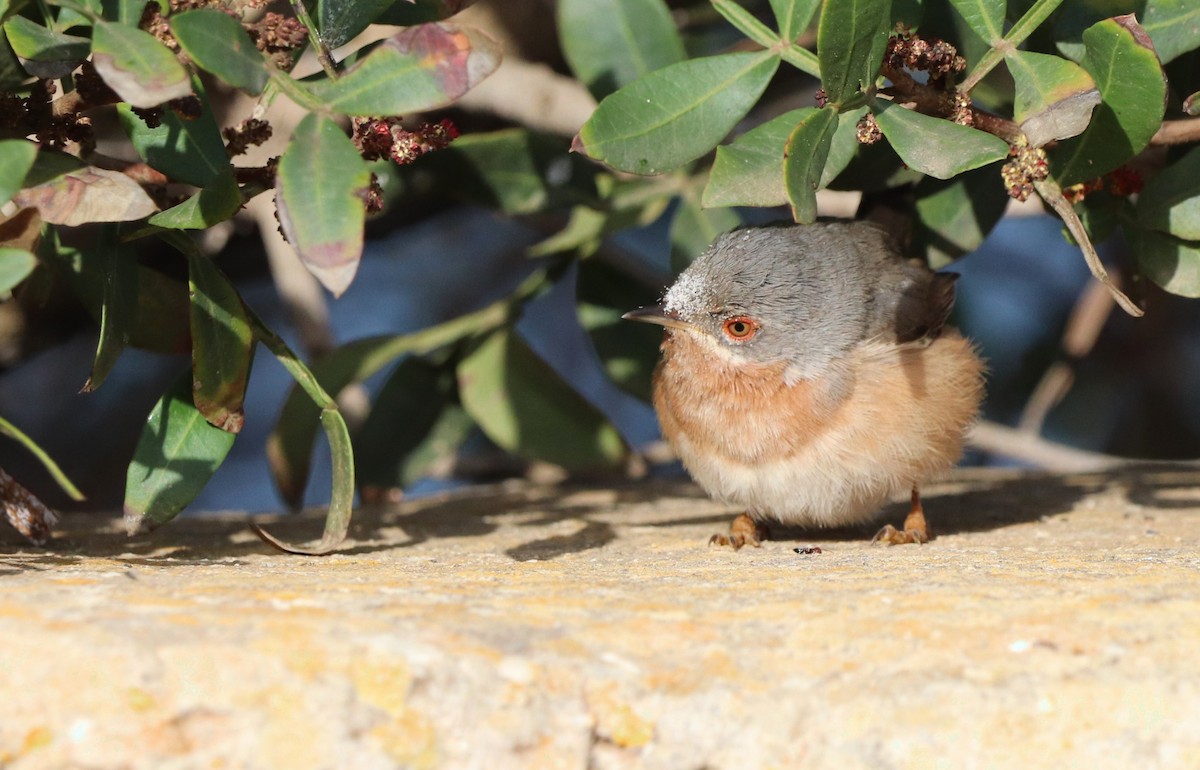 Western/Eastern Subalpine Warbler - ML442499081