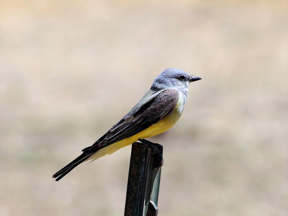 Western Kingbird - ML442499431