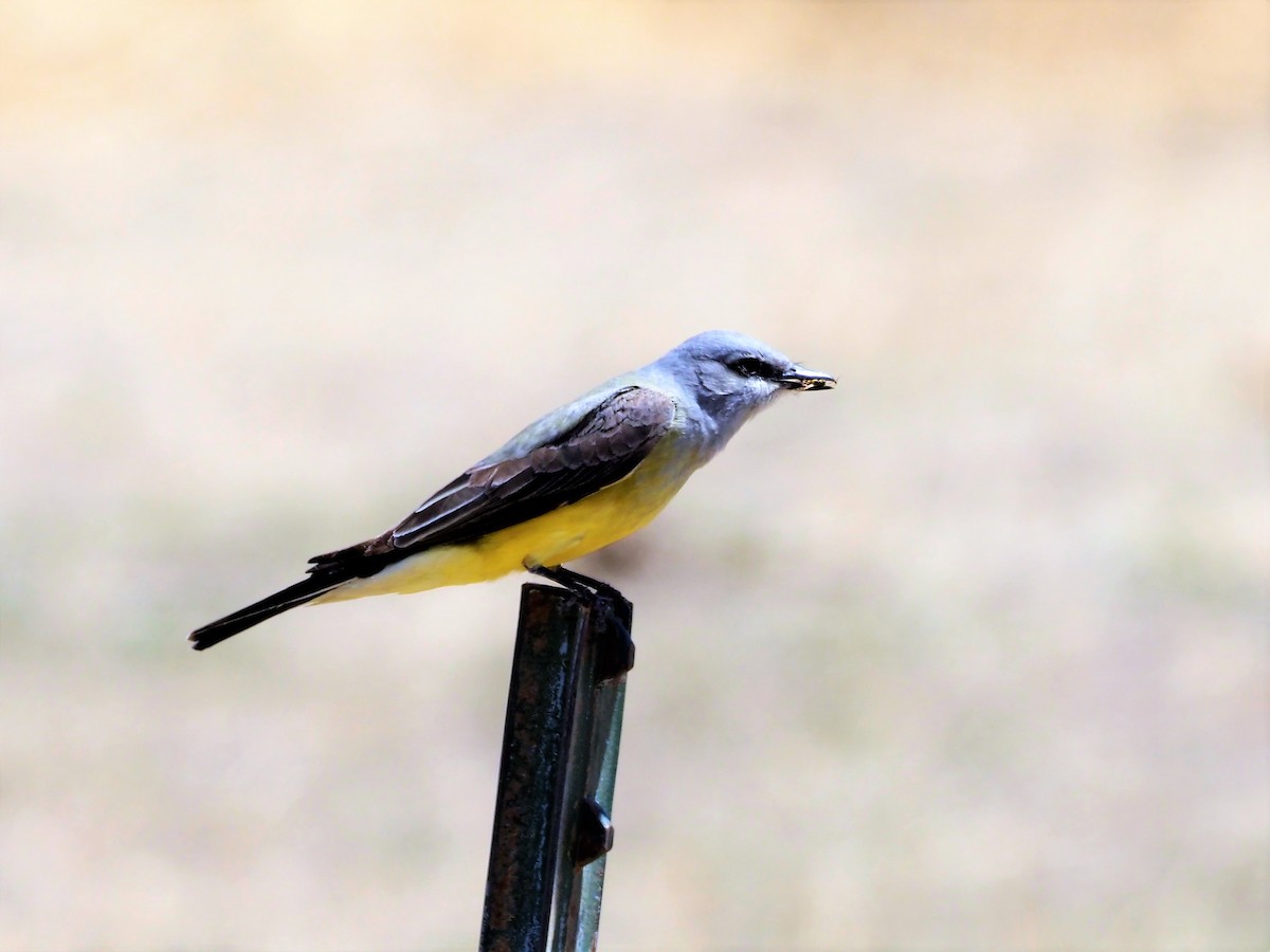 Western Kingbird - ML442499491