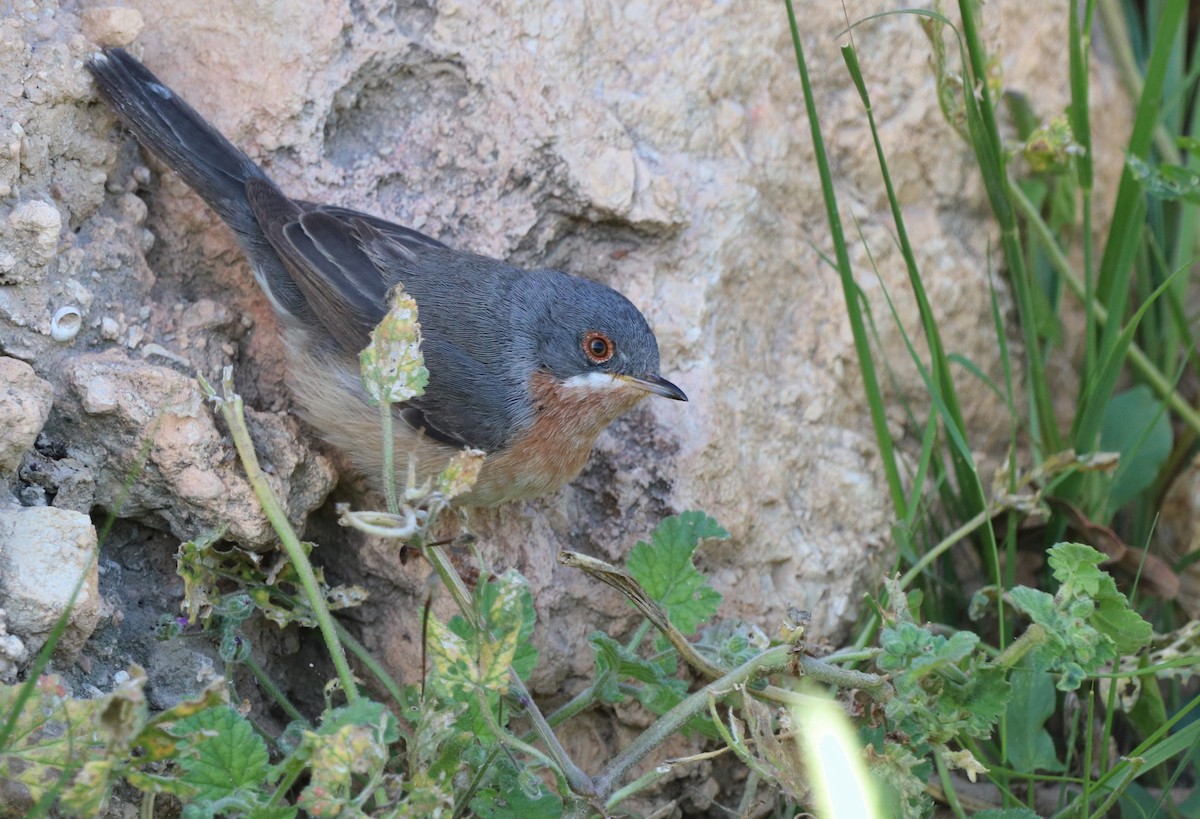 Western/Eastern Subalpine Warbler - ML442499581