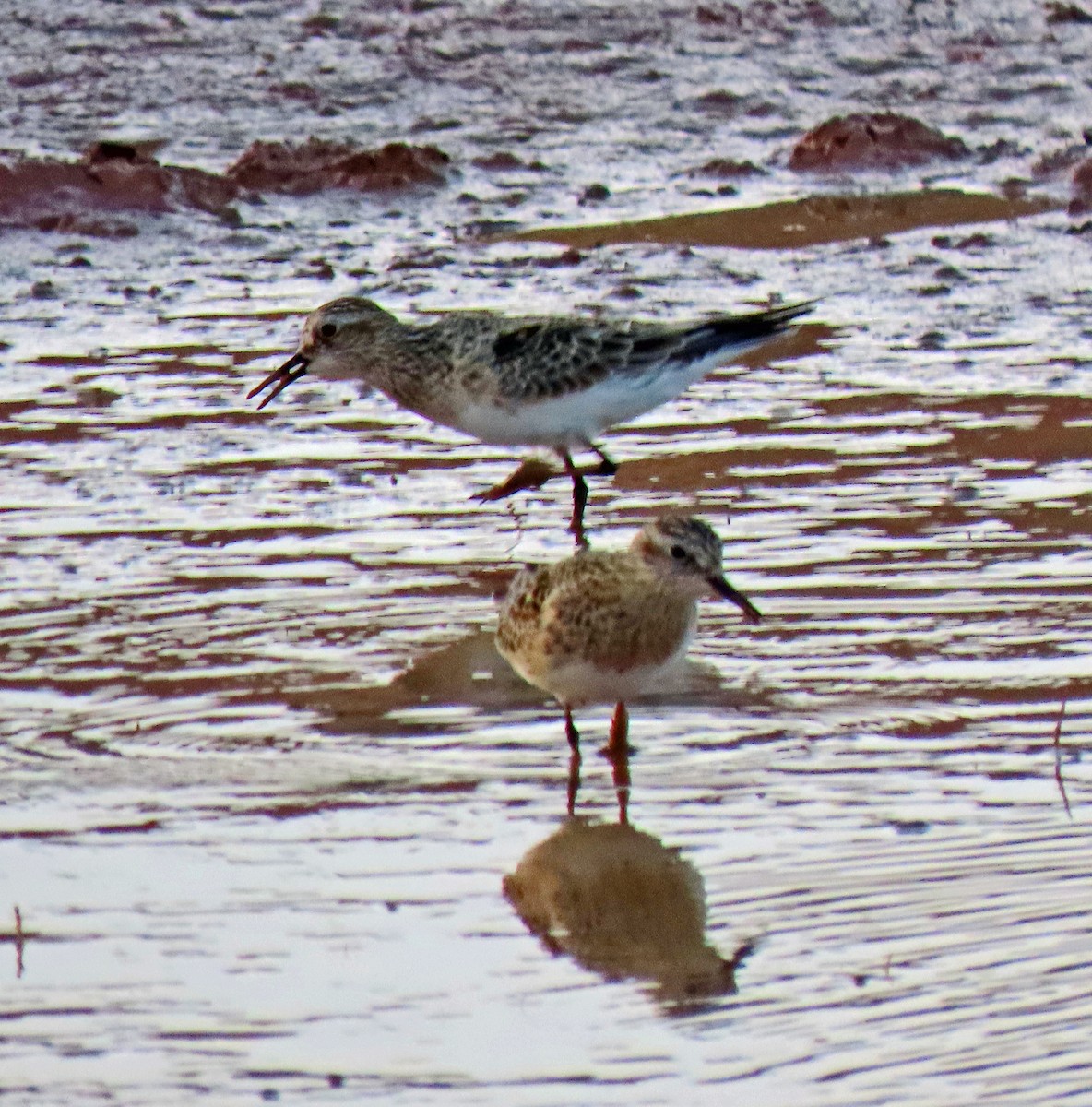 Baird's Sandpiper - ML442499791