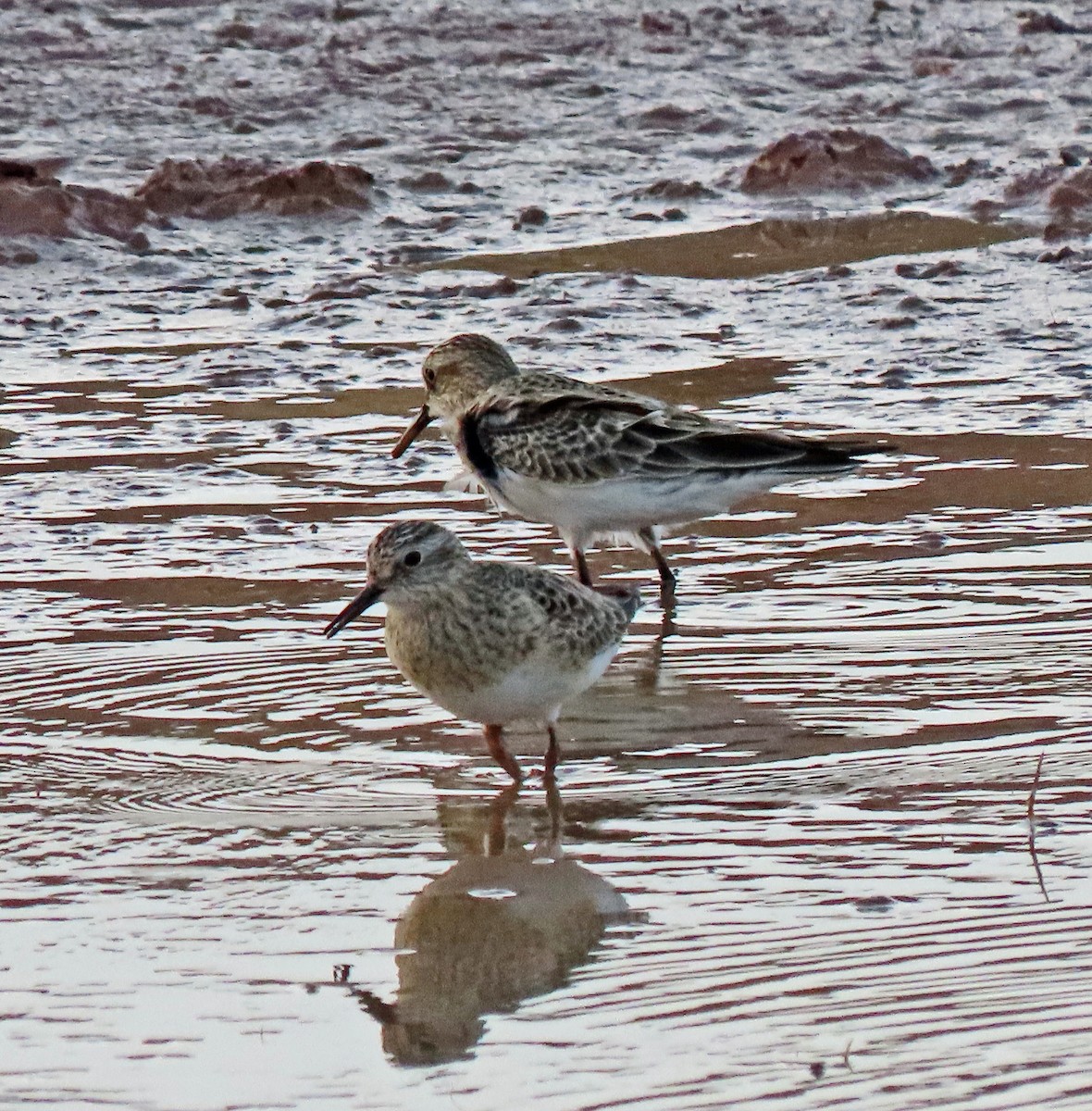 Baird's Sandpiper - ML442499801