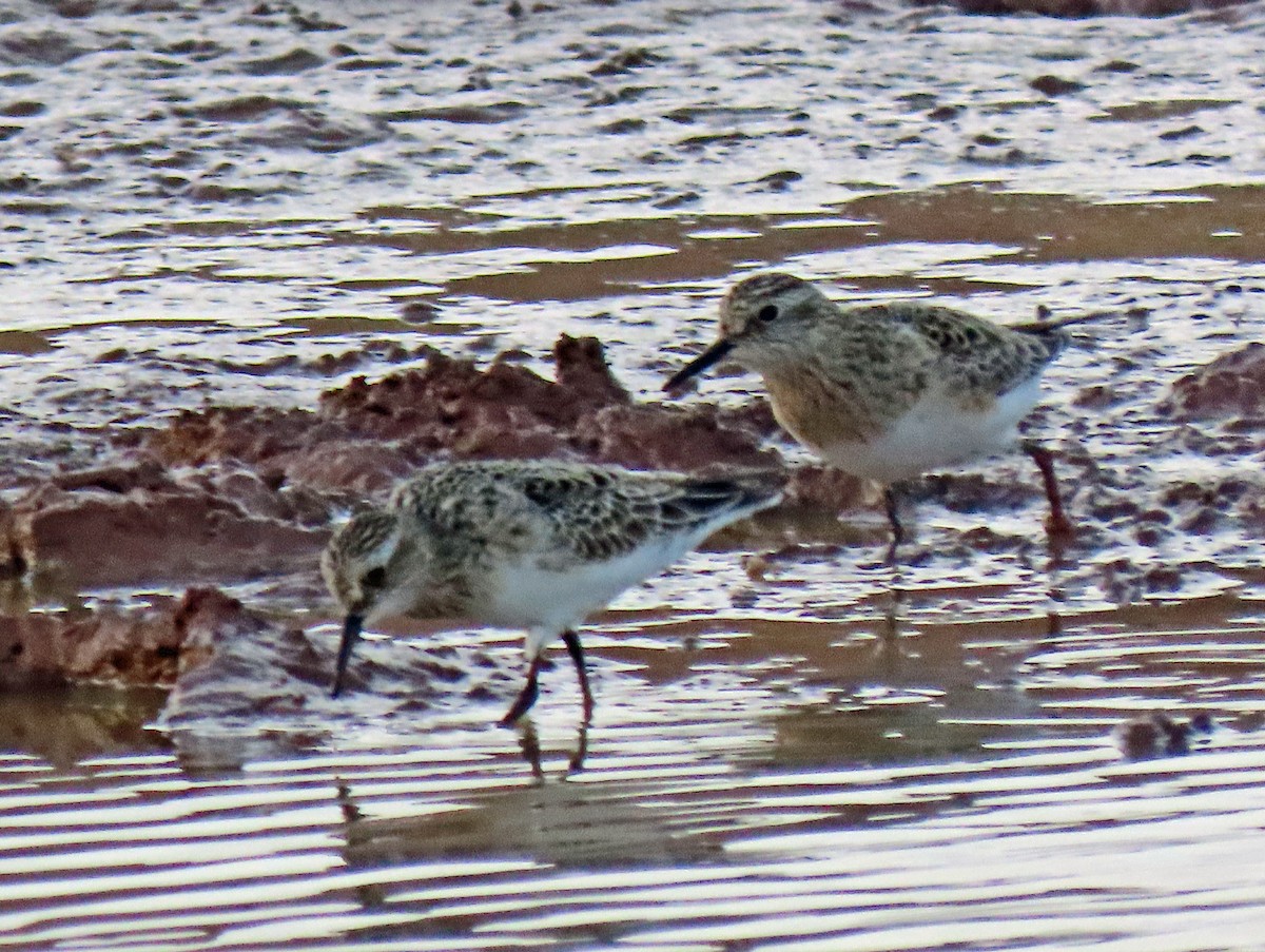 Baird's Sandpiper - ML442499811