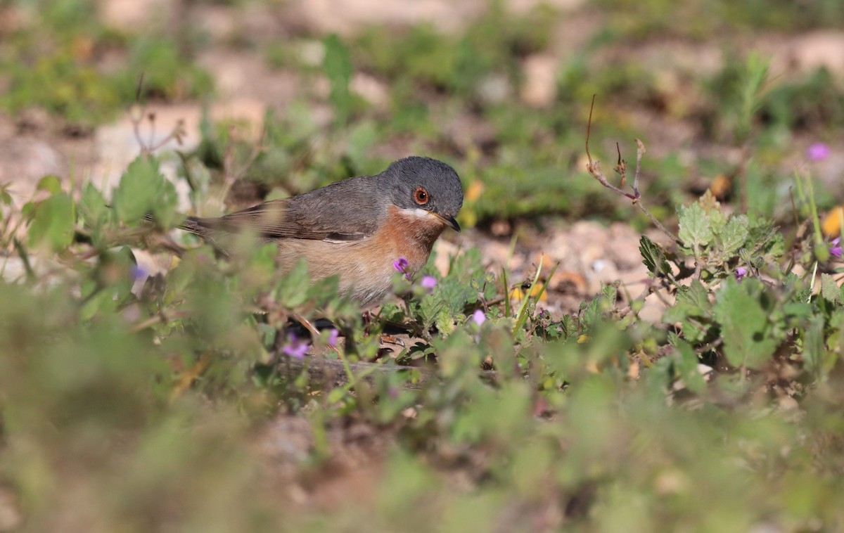 Western/Eastern Subalpine Warbler - ML442499941
