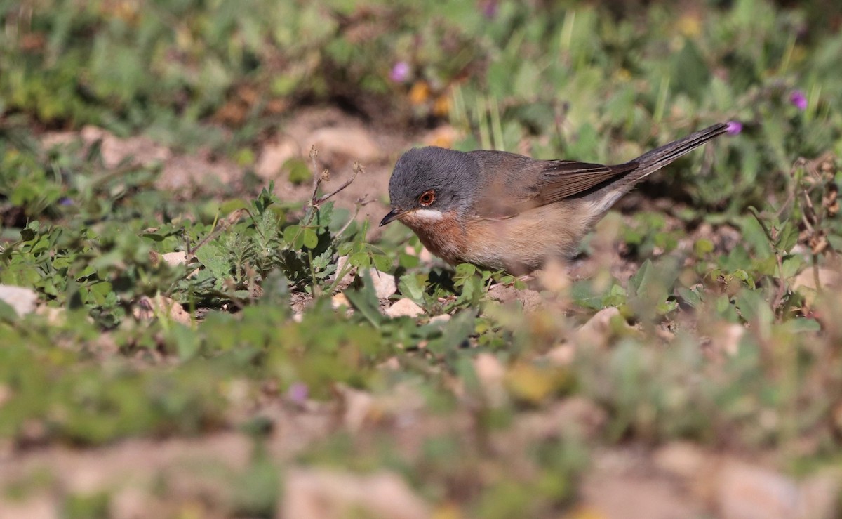 Western/Eastern Subalpine Warbler - ML442499981