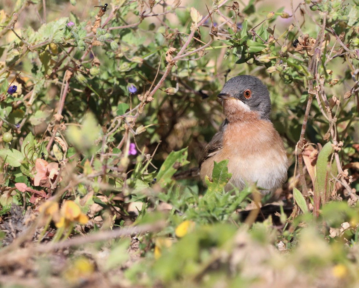 Western/Eastern Subalpine Warbler - ML442500011