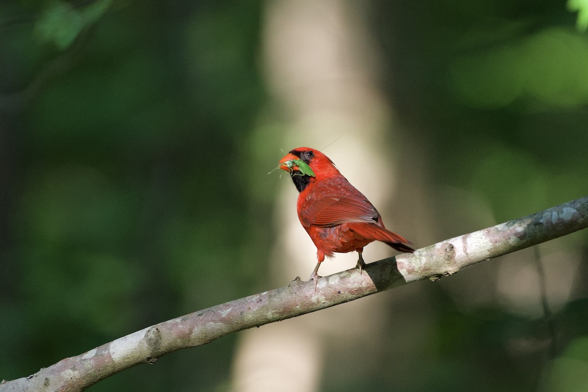 Northern Cardinal - ML442502521