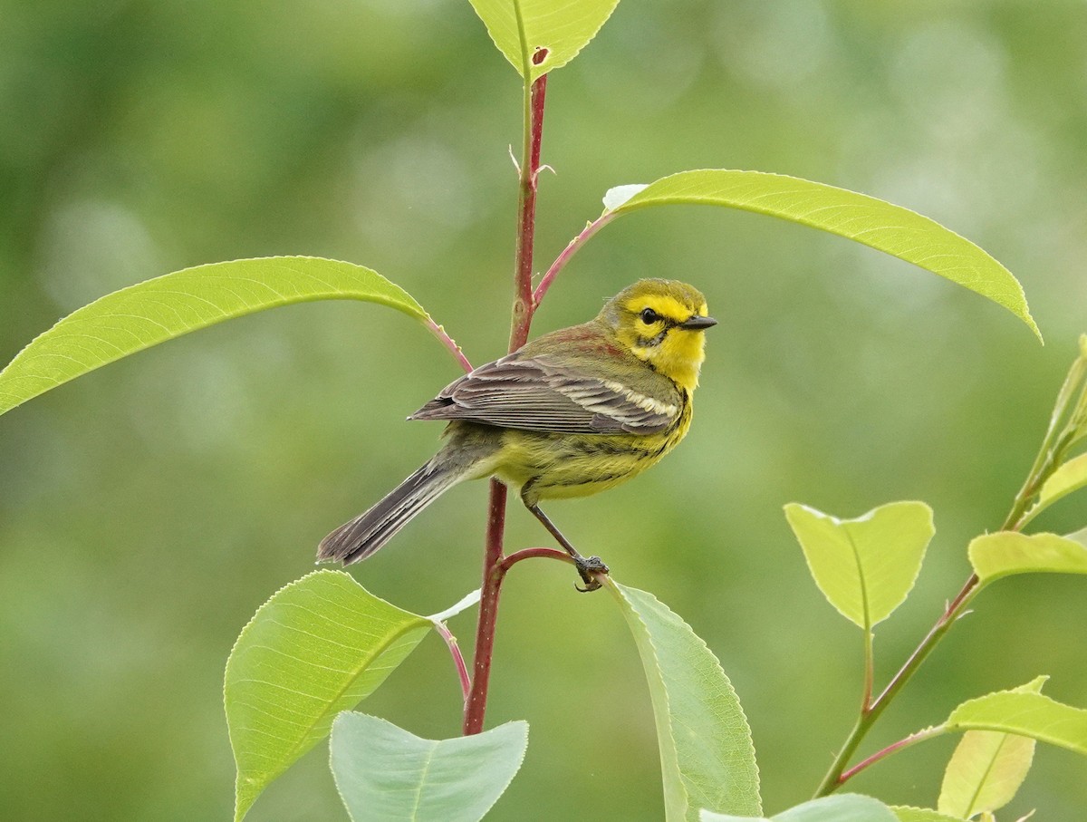 Prairie Warbler - ML442510091