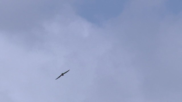 Eurasian Hobby - ML442511161