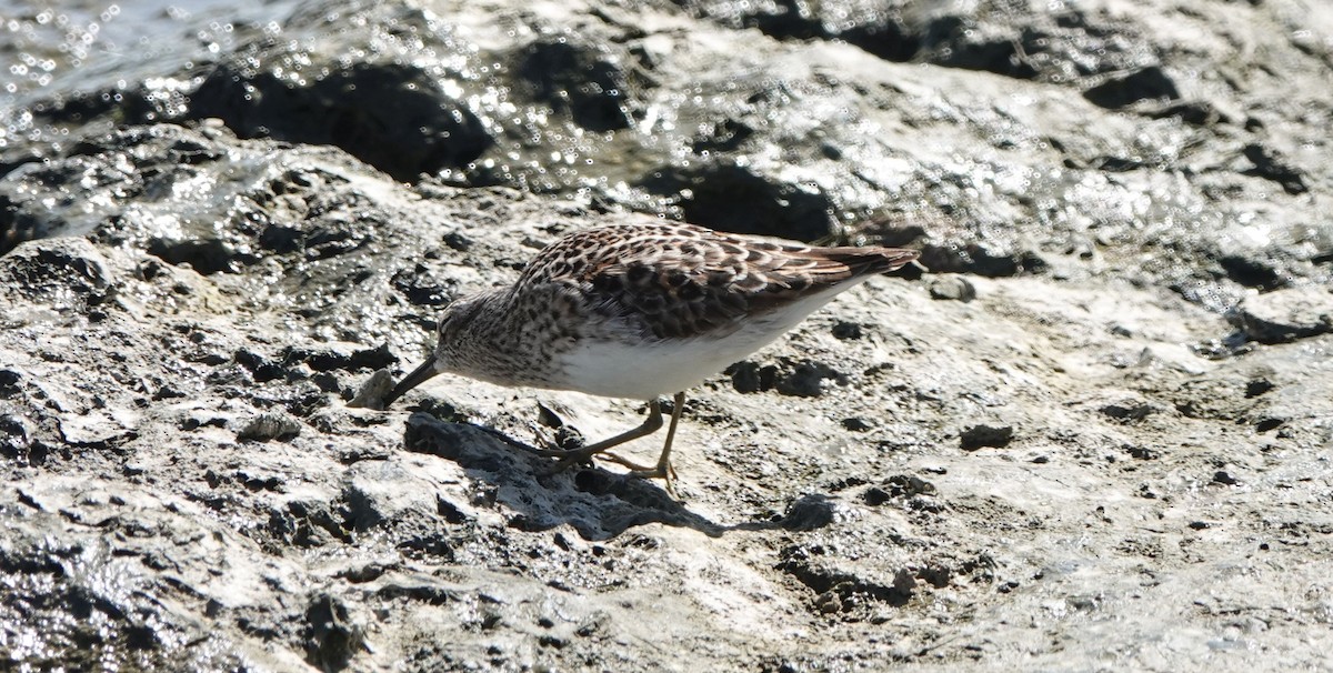 Least Sandpiper - ML442511711