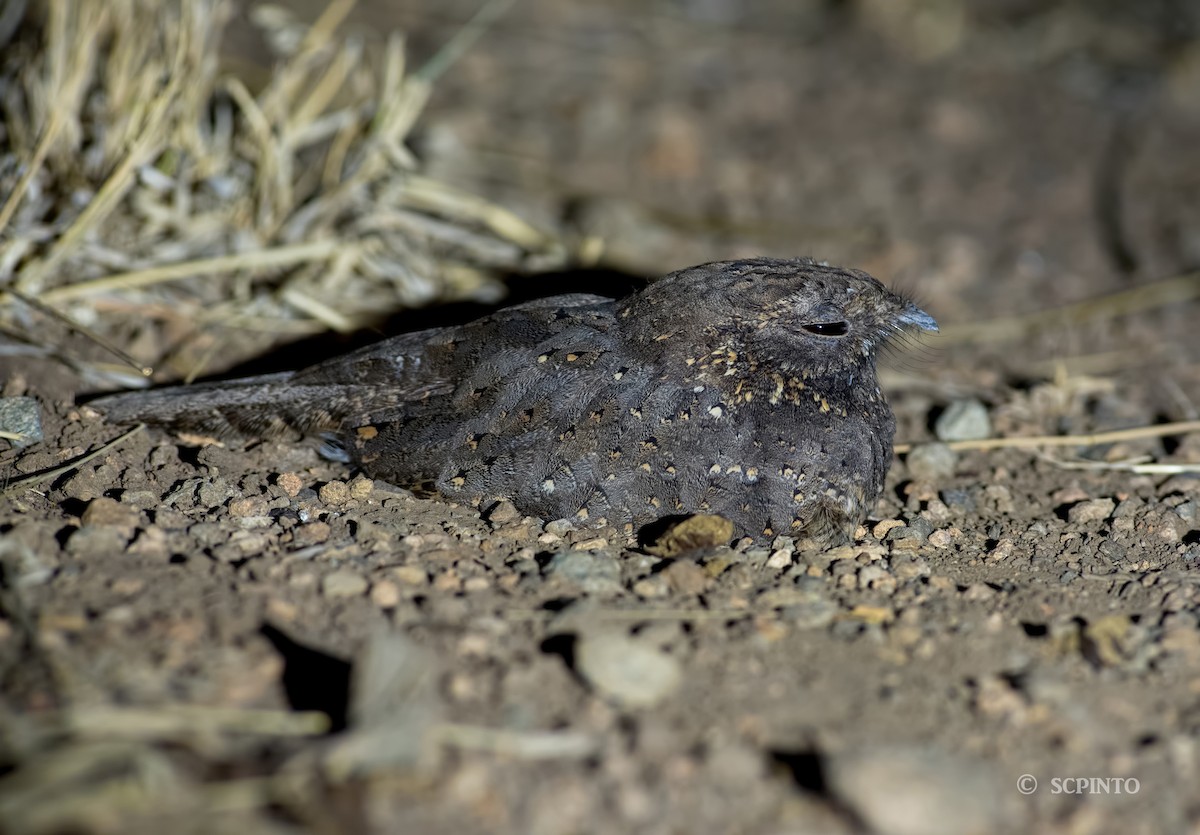 Star-spotted Nightjar - ML44251391