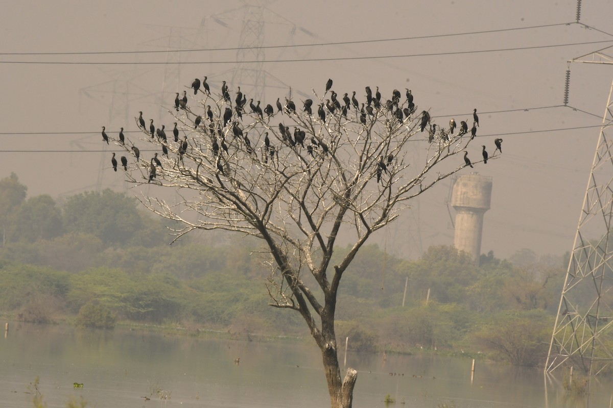 Little/Indian Cormorant - Savithri Singh