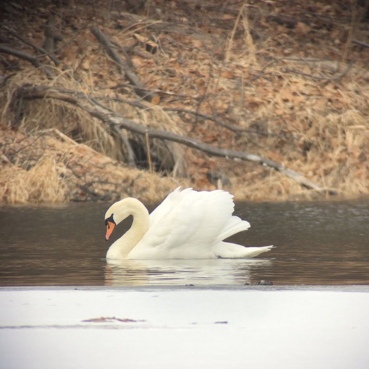 Mute Swan - ML442515361