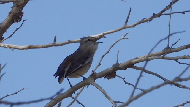 White-banded Mockingbird - ML442518851