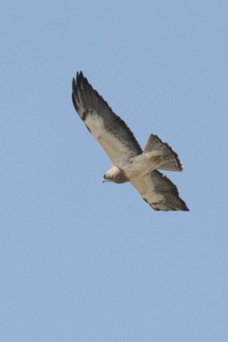 Swainson's Hawk - Daniel Brisbin