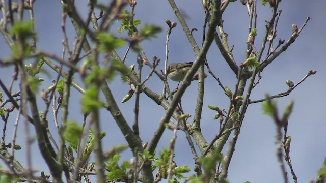 Willow Warbler - ML442520691