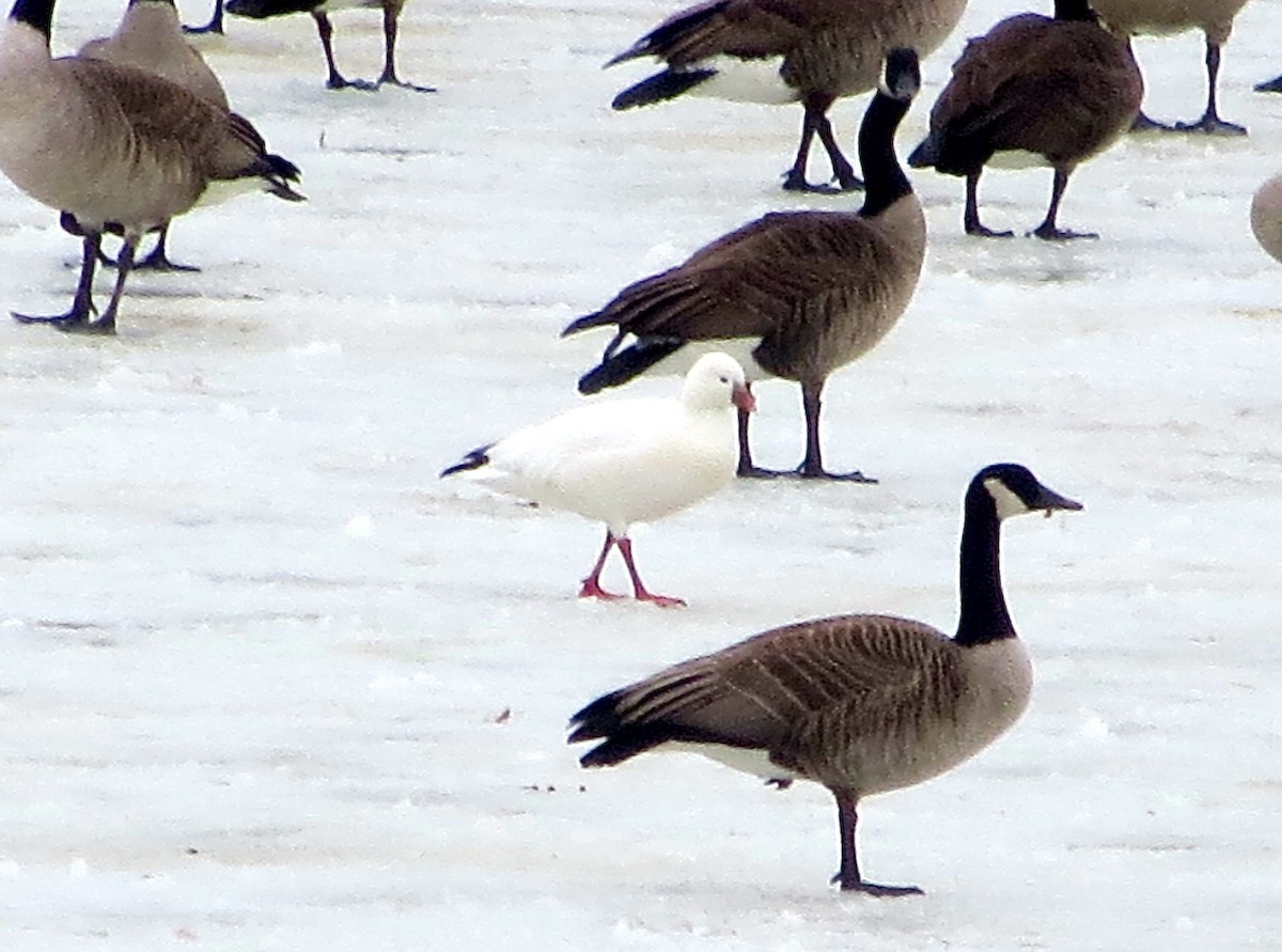 Ross's Goose - ML44252101