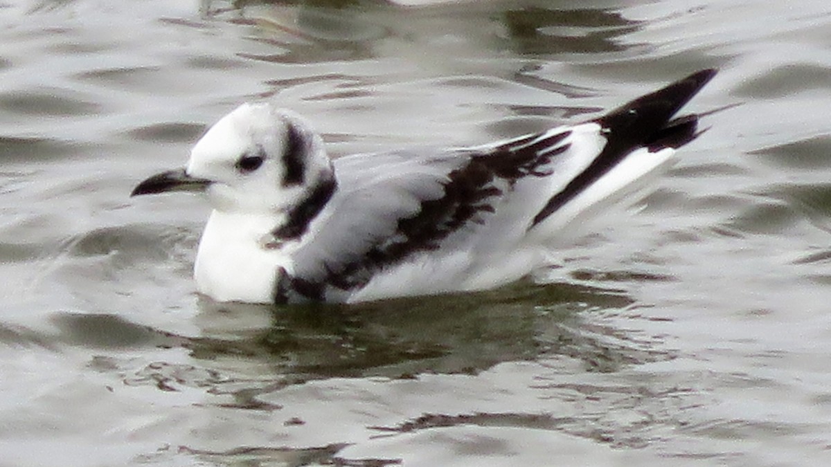 Black-legged Kittiwake - ML44252281