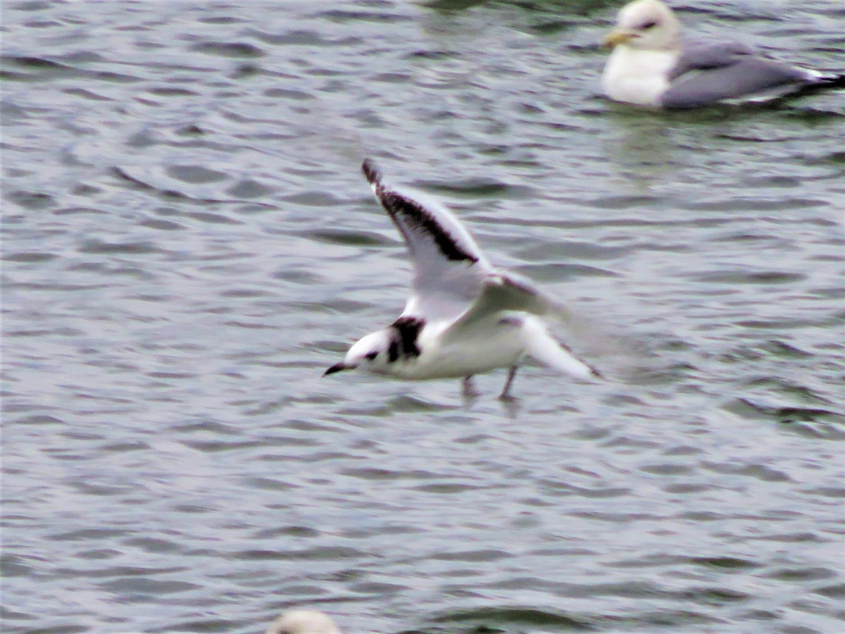 Black-legged Kittiwake - ML44252291