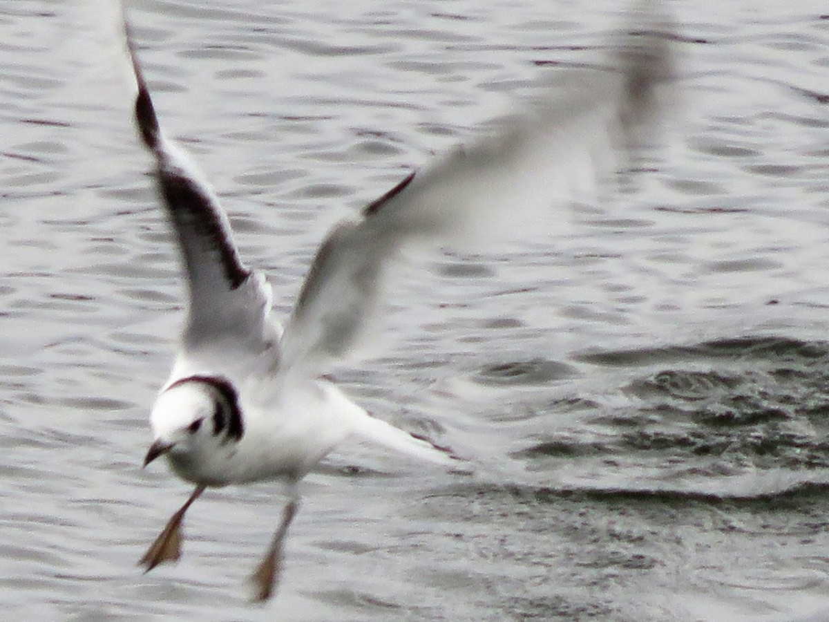 Black-legged Kittiwake - ML44252311