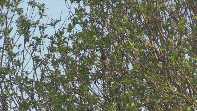 Bluethroat - ML442524841