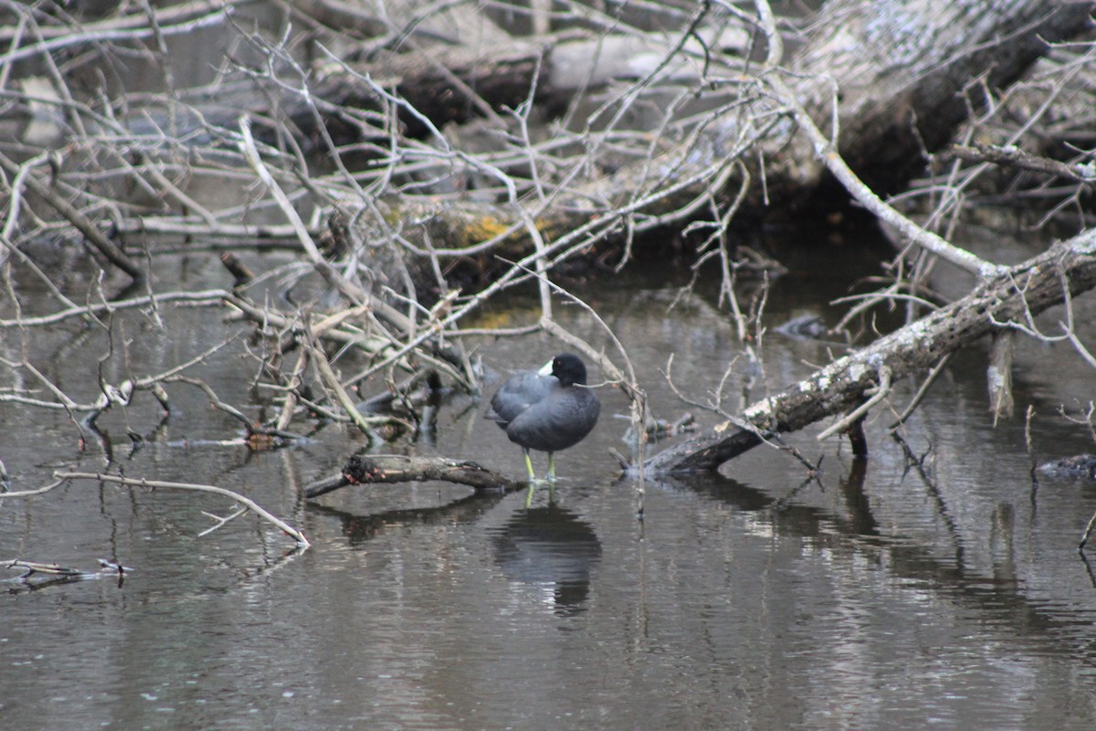 American Coot - ML442525761