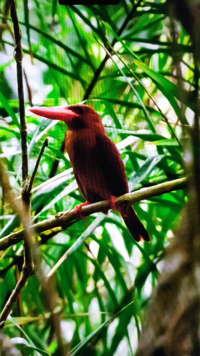 Ruddy Kingfisher - ML442525771