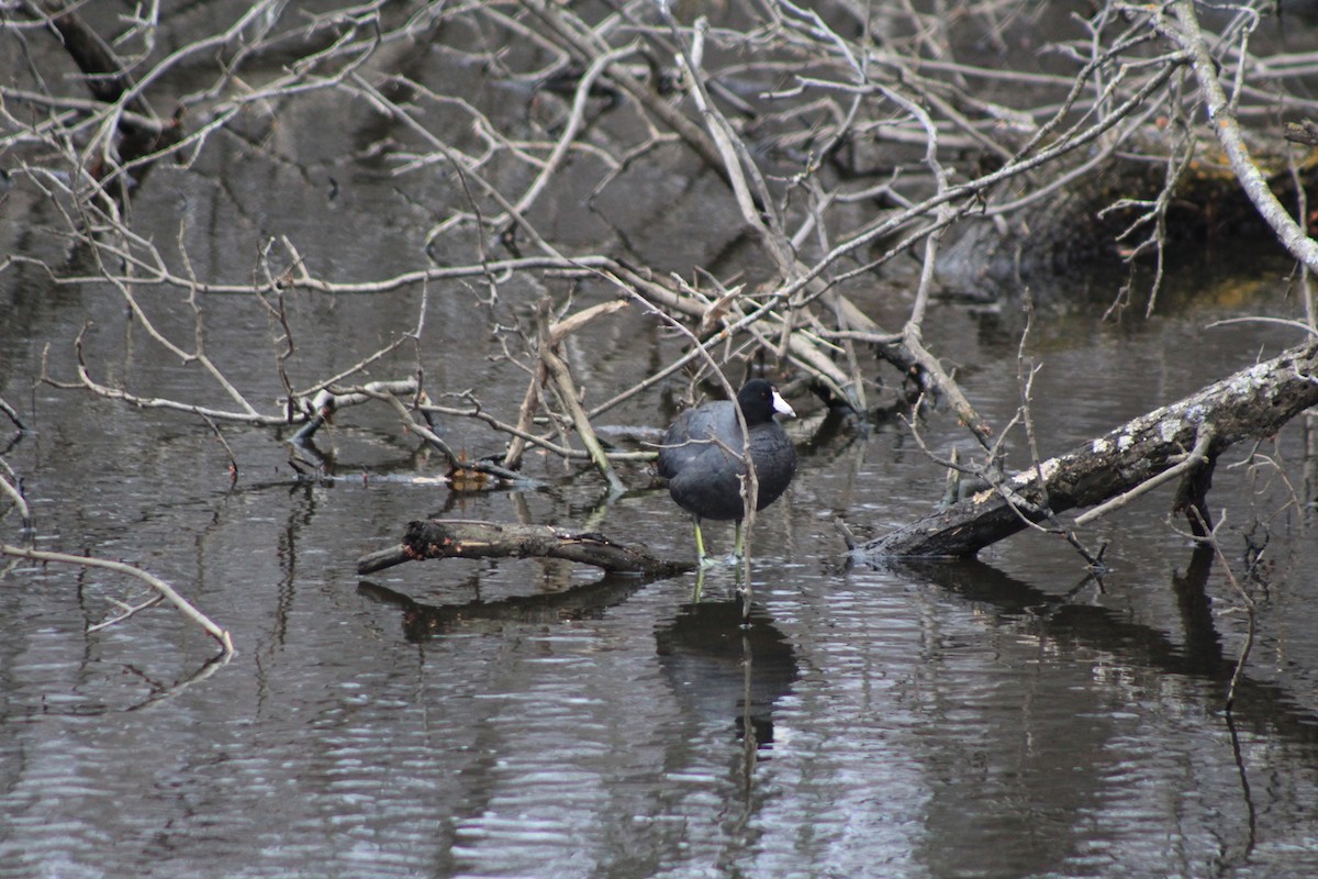 American Coot - ML442525791