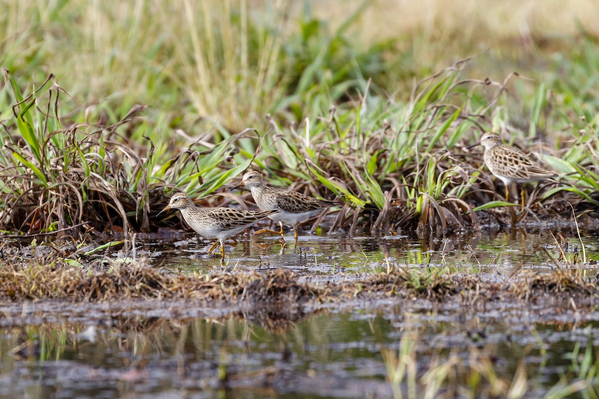 Pectoral Sandpiper - ML442525801