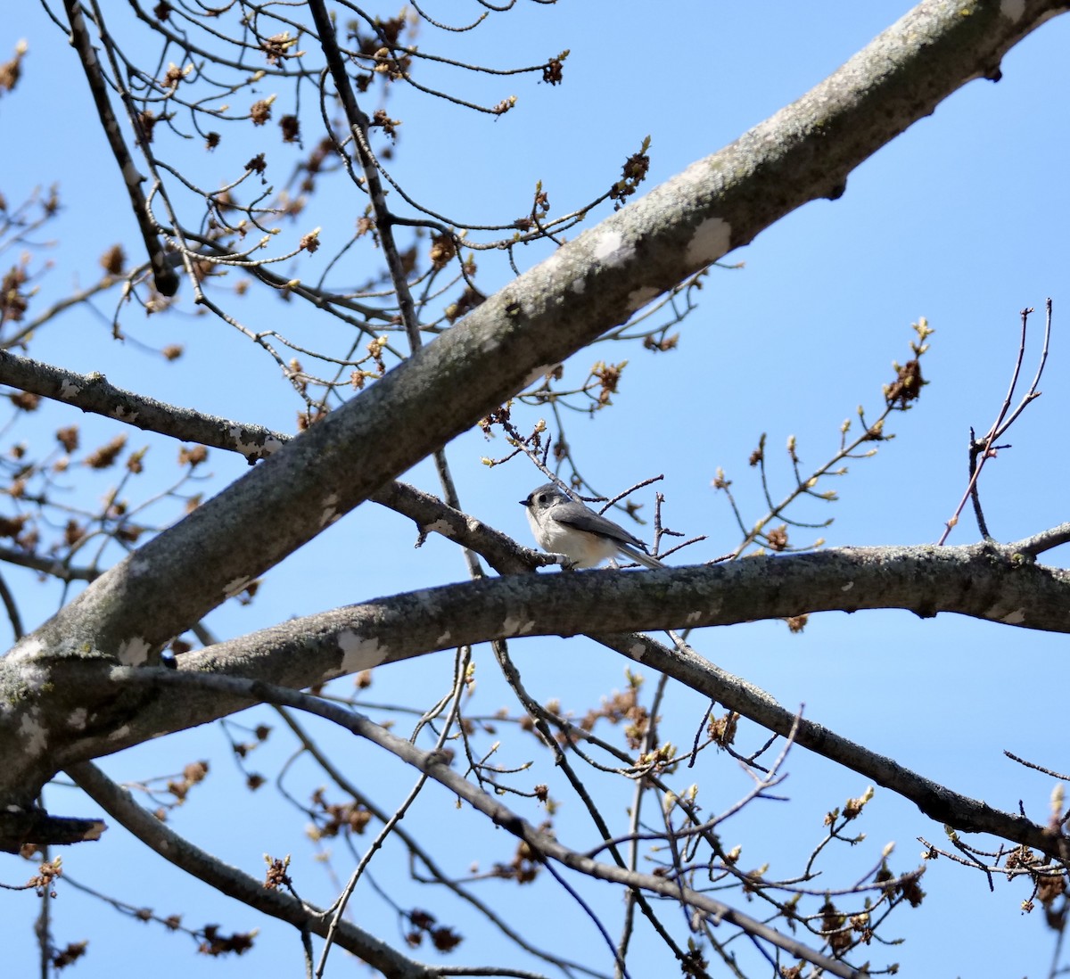 Tufted Titmouse - Sylvie Martel / Gaétan Giroux