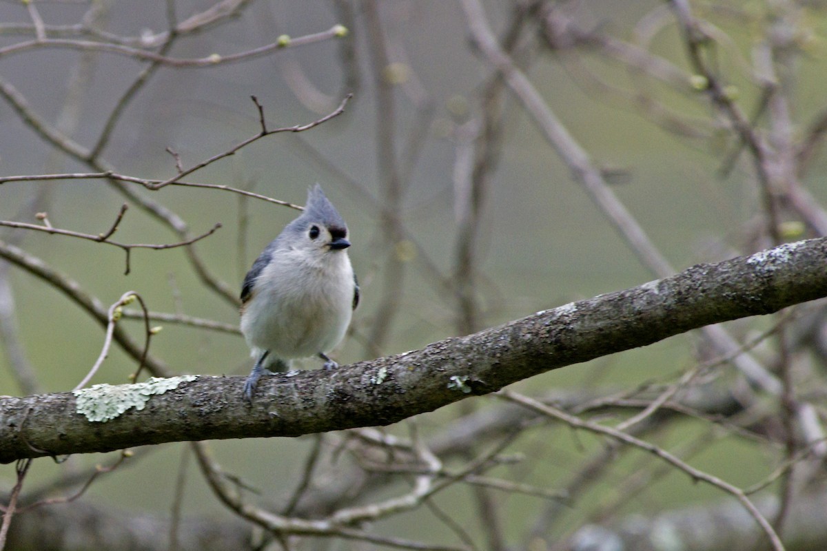 Tufted Titmouse - ML442526931