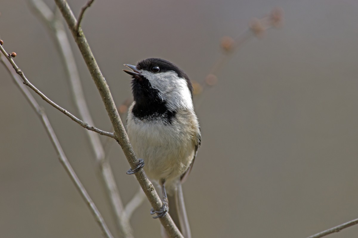 Black-capped Chickadee - Rob Dickerson