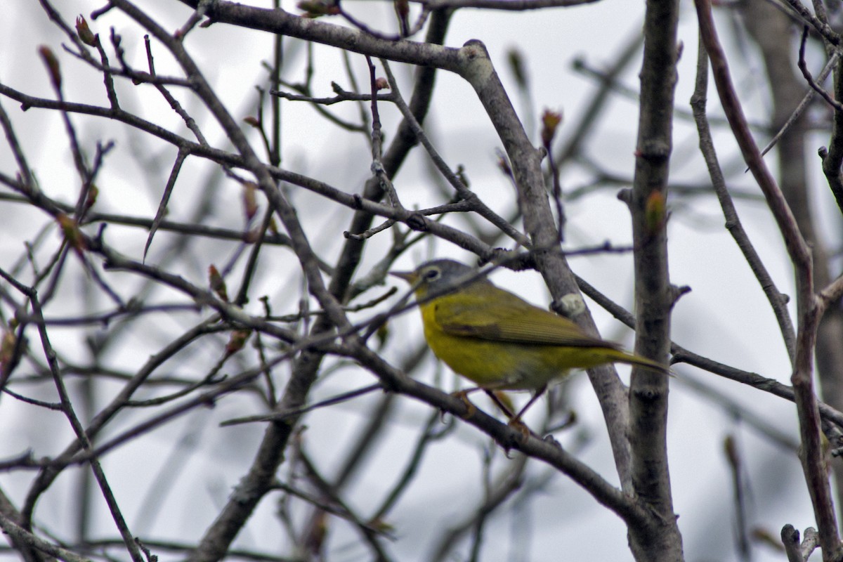 Nashville Warbler - ML442527081