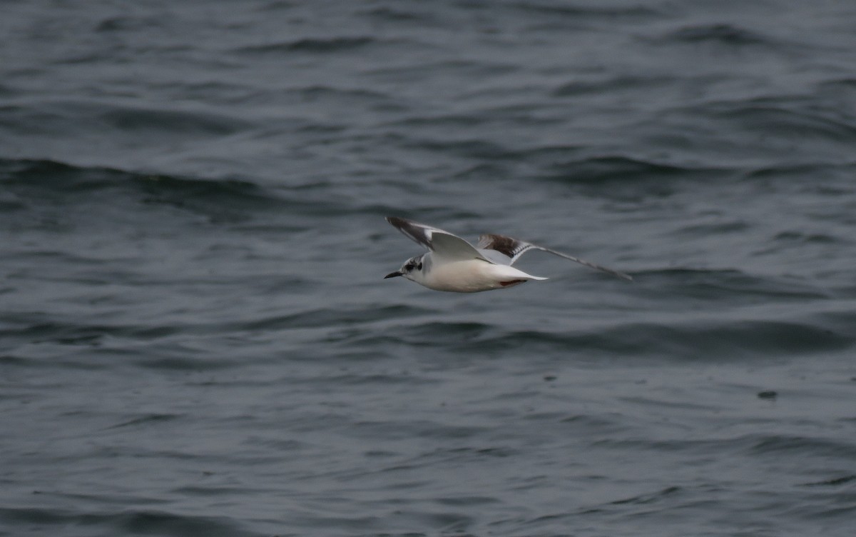 Little Gull - ML442528191