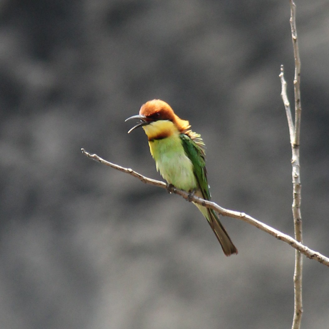 Chestnut-headed Bee-eater - ML442530041