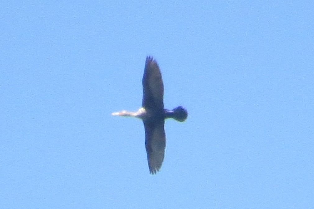 Double-crested Cormorant - ML442530061