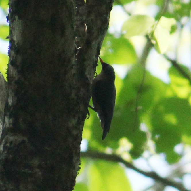 Velvet-fronted Nuthatch - ML442530381