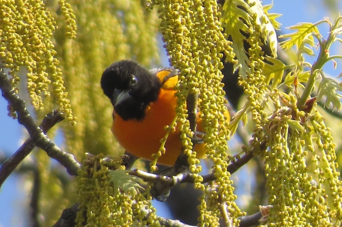 Baltimore Oriole - ML442530571