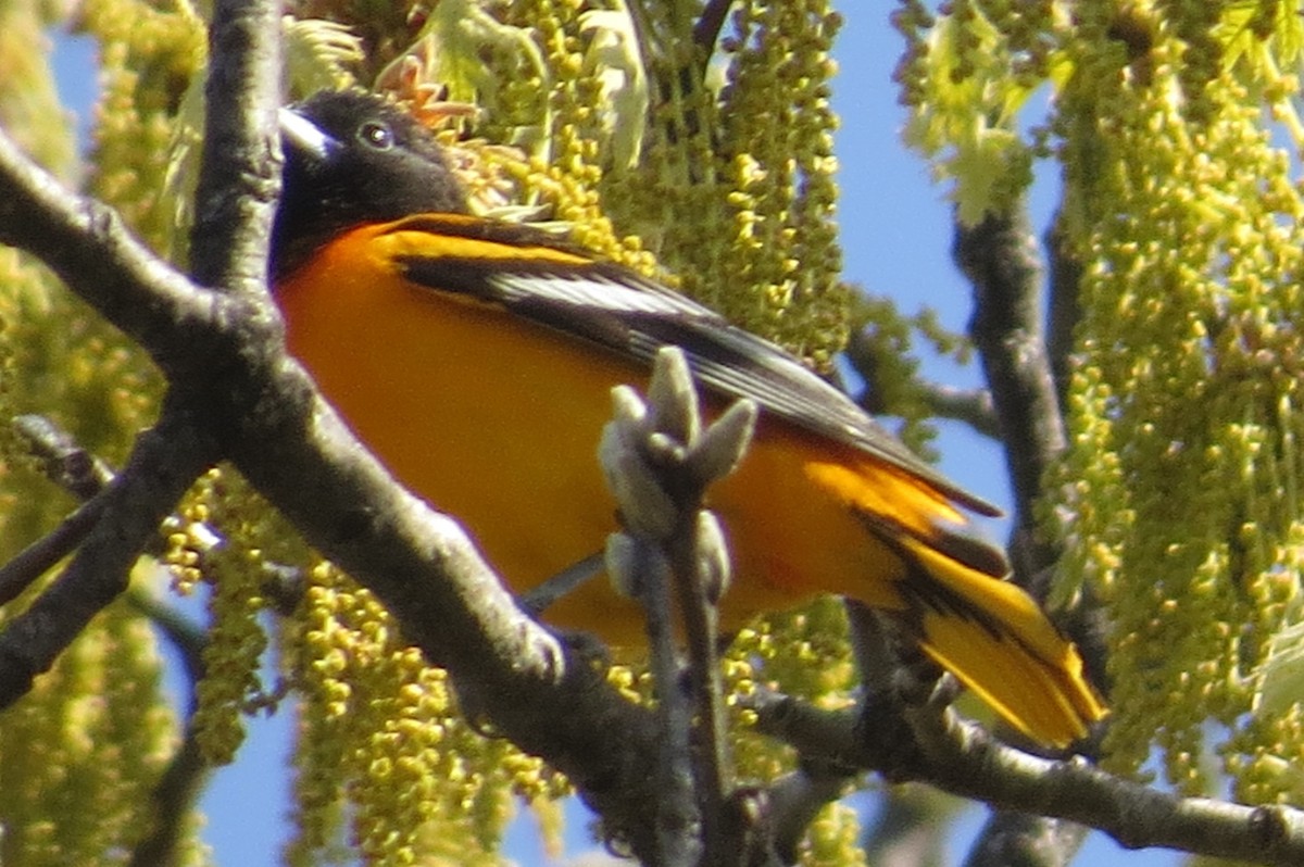 Baltimore Oriole - ML442530611