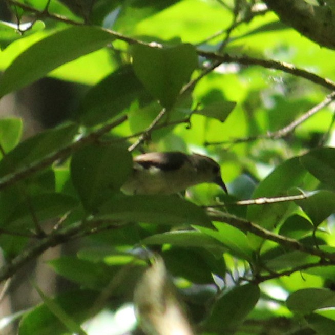 Nilgiri Flowerpecker - ML442530661