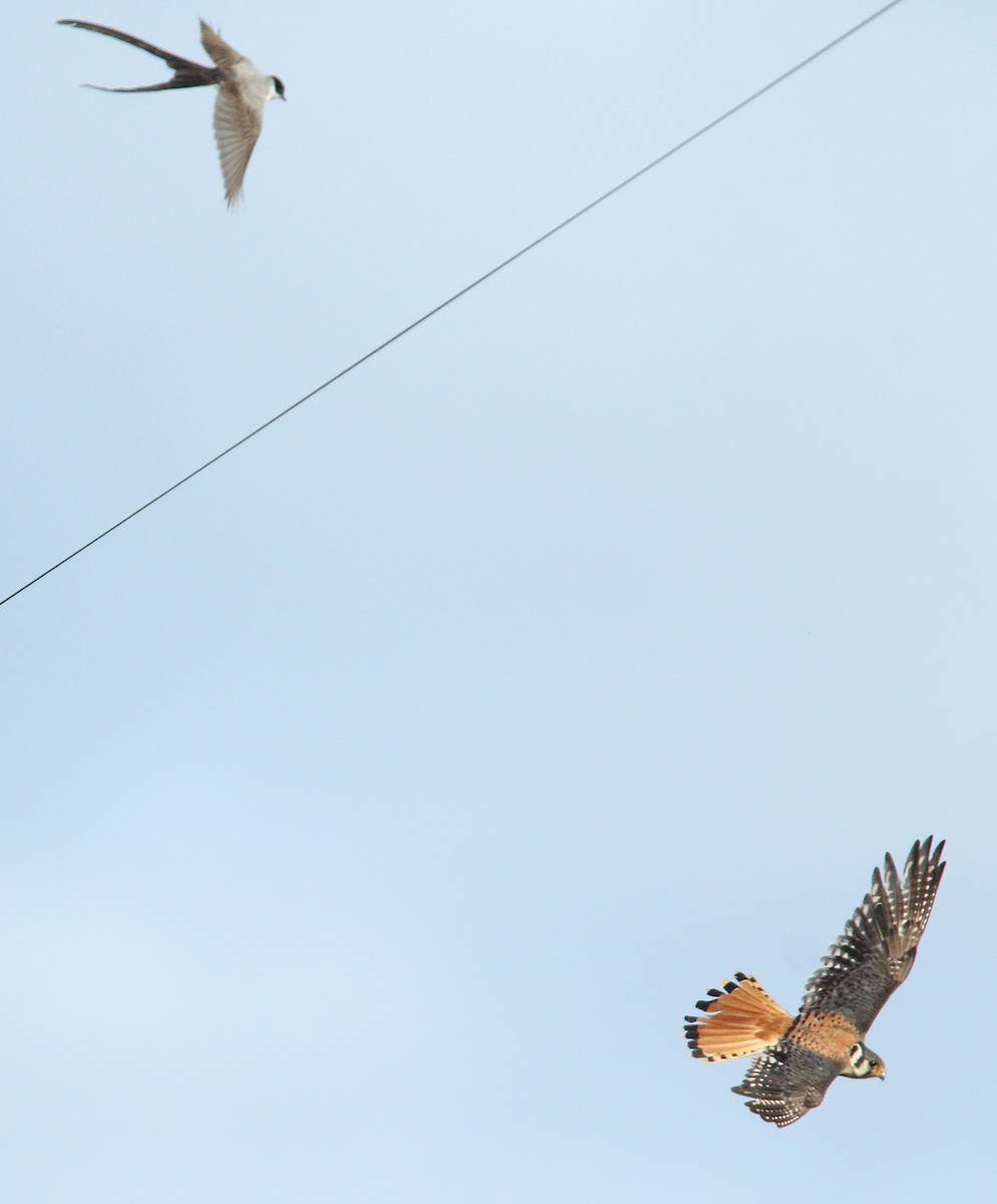 American Kestrel - ML44253131