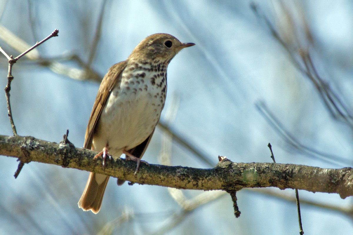 Hermit Thrush - ML442532921