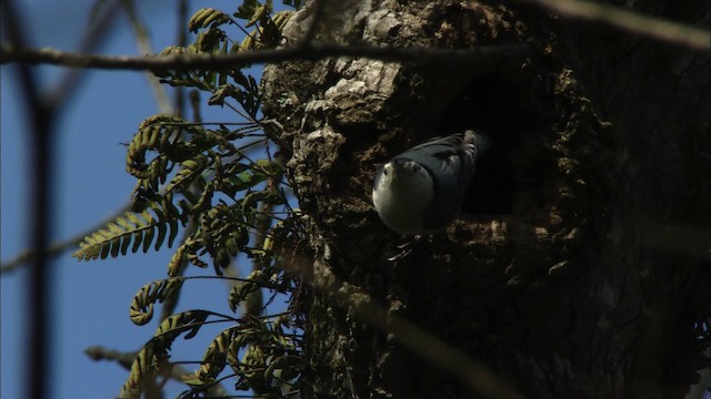 White-breasted Nuthatch - ML442534