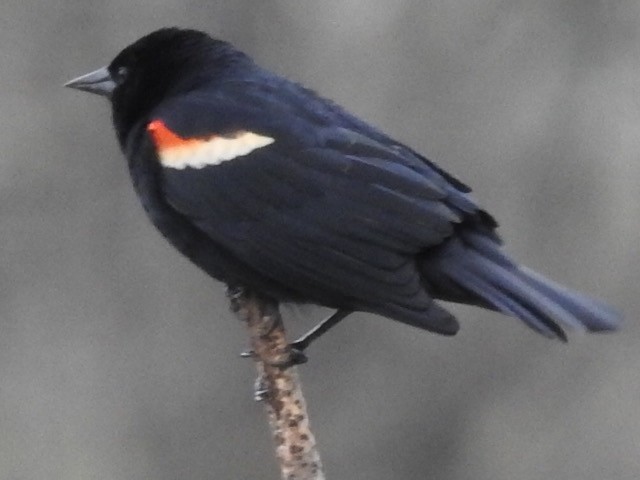 Red-winged Blackbird - ML442535001