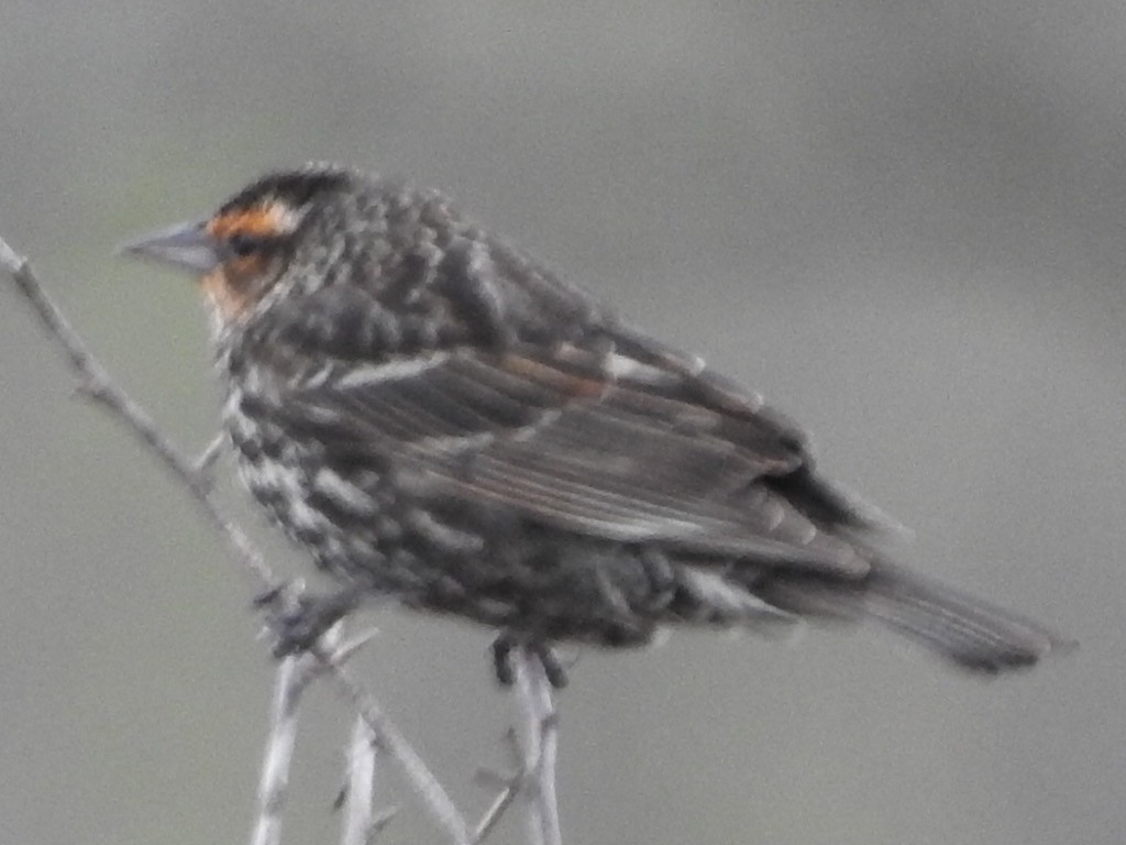 Red-winged Blackbird - ML442535021