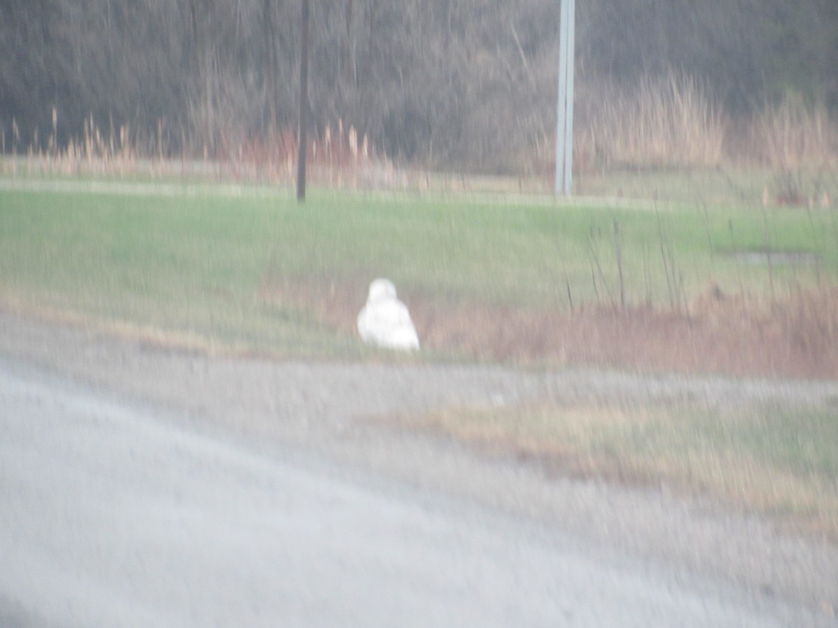 Snowy Owl - Andrew Wolfgang