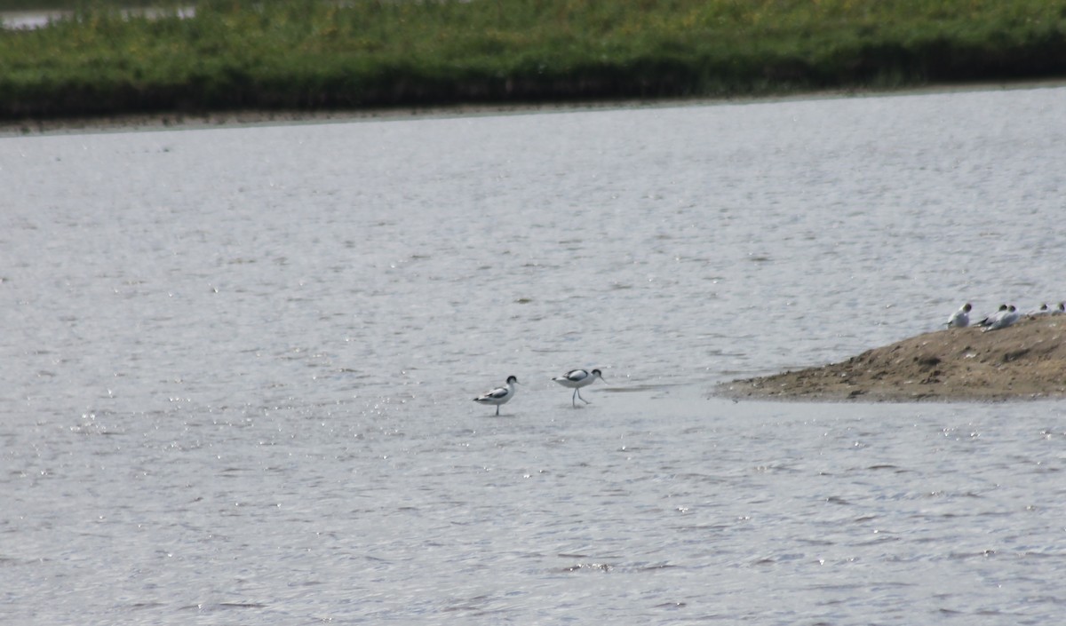 Pied Avocet - ML44253581