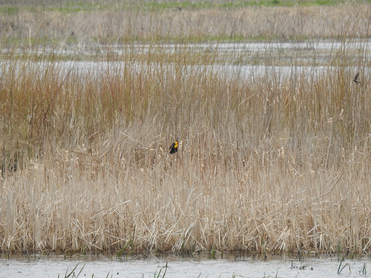 Yellow-headed Blackbird - ML442535991
