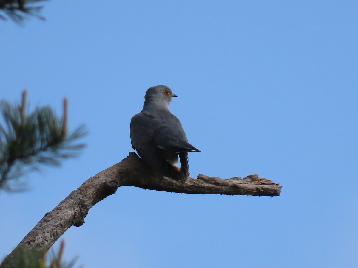 Common Cuckoo - ML442536871